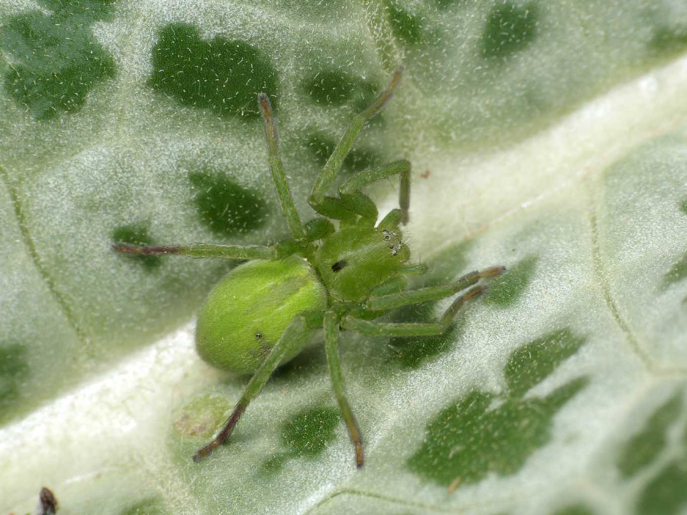 Micrommata ligurina - Erice (TP)